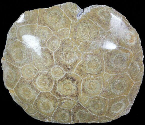 Polished Fossil Coral Head - Morocco #72312